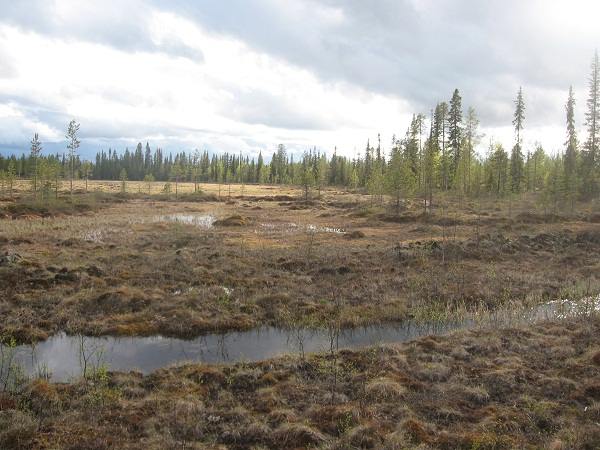 Swamps cover large areas of Laponia and are home to billions of mosquitos